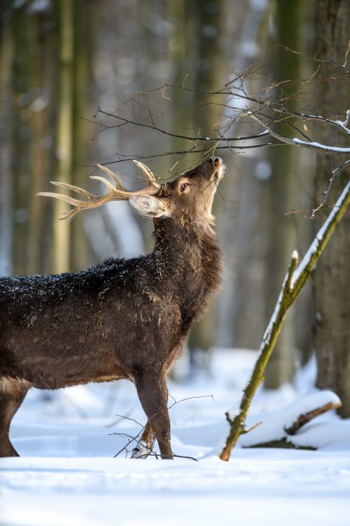 Suomen luonnonpuistot |Luonnonsuojelualueet sääntöineen