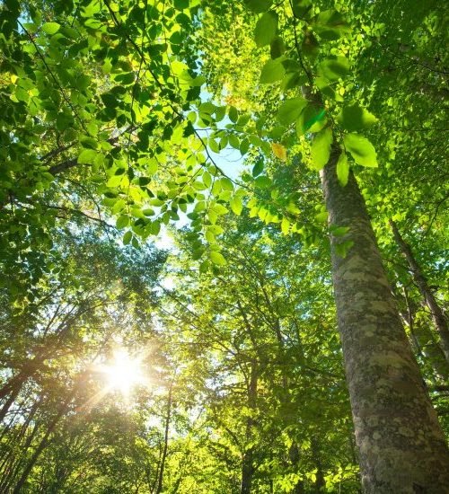 Suomen luonnonpuisto metsineen