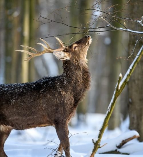 Poro Suomen luonnonpuistossa